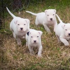 Dogo Argentino and Pembroke Welsh Corgi Puppies from Storm Dogos & Country Corgis