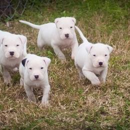 Dogo Argentino and Pembroke Welsh Corgi Puppies from Storm Dogos & Country Corgis