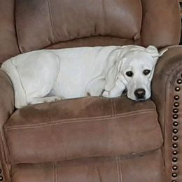 Ruby - Labrador Retriever