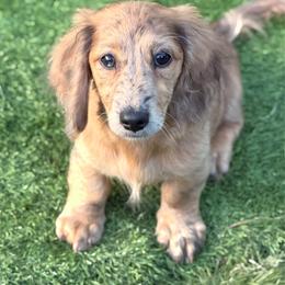 Cricket - Dapple male Dachshund puppy in Southwest Ranches, Florida from Breezy Florida Dachshunds