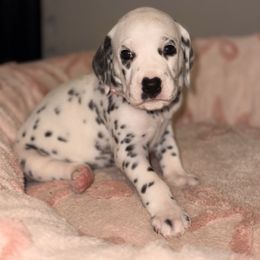 Peach - White and black female Dalmatian puppy in Miami, Florida from Soflo Dalmatians