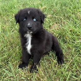 Benedict (BBM2) - Black & white male Australian Shepherd puppy in Hubbard, Texas from Poston Paddock Aussies LLC
