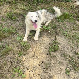 Tundra - Border Collie