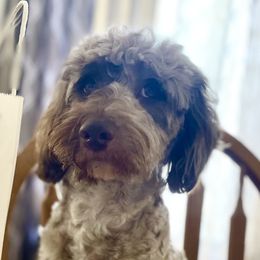 Bernedoodles and Saint Berdoodles from Remington Kennels, LLC