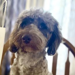Bernedoodles and Saint Berdoodles from Remington Kennels, LLC