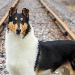 Collie puppies from Jolis Collies