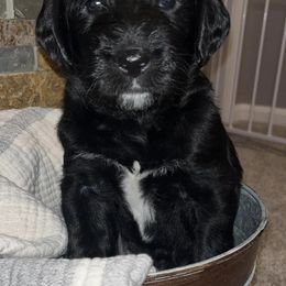 Dilute Retrievers and Labradoodles from Conley’s Labradors & Labradoodles