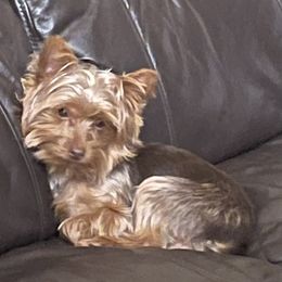 Hershey - Yorkshire Terrier