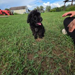 Pecan - Black tri-color male Aussiedoodle puppy in Lithia, Florida from Waterford Doodle Farm
