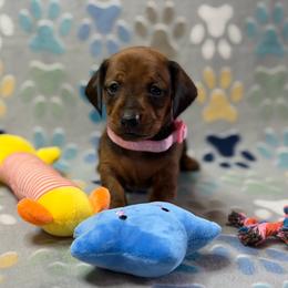 Shaded red - Red female Dachshund puppy in Humble, Texas from A&B Mini Dachshunds