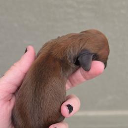 Shaded Red Boy - Red male Dachshund puppy in Woodland, Washington from SJs Dachshunds