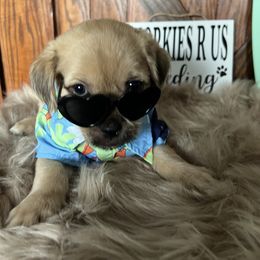 Shorkie Puppies from Shorkies R Us Breeding