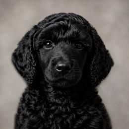 Aslan - Black male Poodle puppy in Spring Hills, Florida from The Olympus Standard Poodle