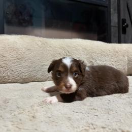 Lizzy - Red tri-color female Miniature American Shepherd puppy in Terryville, Connecticut from Spirited Aussies