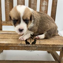 Chyna - Sable and white female American Corgi puppy in Casper, Wyoming from Flying Note Shorties