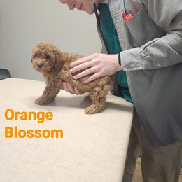 Cockapoo and Poodle Puppies from Golden Paws