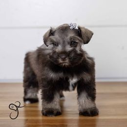 Marlee - Liver Miniature Schnauzer puppy in Diamond Valley, Utah from JoJo's Schnauzers