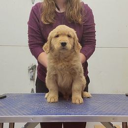 Golden Retriever Puppies from KM Golden Retrievers
