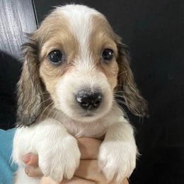 Ika Chu Boy 2 - Cream male Dachshund puppy in Bigfork, Minnesota from Dachshunds Up North