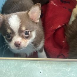 Chihuahua and Pomeranian Puppies from Lil'Fevre Chihuahuas