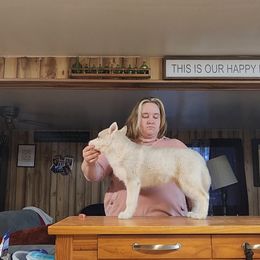 Siberian Husky Puppies from Spirit of the Moon Siberians