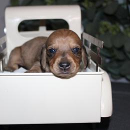 Plumette - Dapple female Dachshund puppy in Mountain Home, Arkansas from Wood's miniature Dachshunds