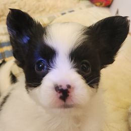 DIJON - Papillon puppy from Leslie's Papillons