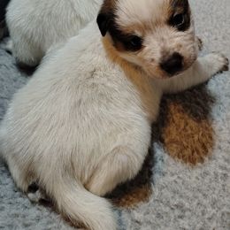 Falx - Red speckled male Australian Cattle Dog puppy in Rogue River, Oregon from FullMoon Cattle Dogs