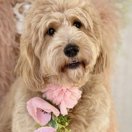 Ella - Goldendoodle