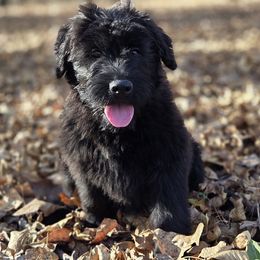 Banana - Black female Bouvier des Flandres puppy in Drury, Missouri from Black Bears Critters