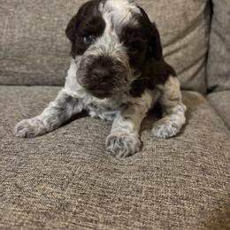 Preston - Parti male Miniature Schnauzer puppy in Plaucheville, Louisiana from Honey Doux Southern Paws