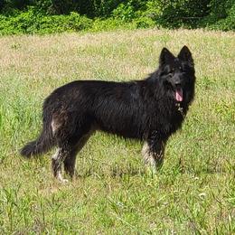 Rio - Shiloh Shepherd