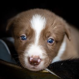 Girl 4 - White and red female Border Collie puppy in Shelbyville, Tennessee from C Horns Ranch Border Collies