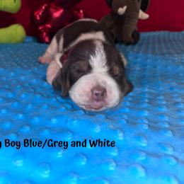 Basset Hound Puppies from Sammys Sweeties Bassets