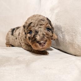 Nancy - Merle female Goldendoodle puppy in Eureka, California from North Coast Doodles