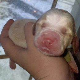 Green Collar - Lemon and white male Basset Hound puppy in Callao, Virginia from Walk The Line Basset Hounds
