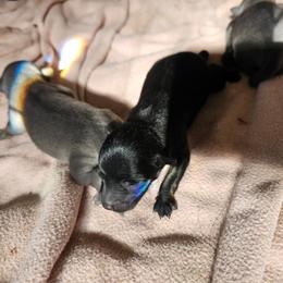Blue Wisteria Star - Blue male Schipperke puppy in Randsburg, California from Light's Family Farm & Schipperke Ranch