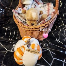 Betty - Cream and white female Shih Tzu puppy in Ocala, Florida from Kinard's poodles and doodles