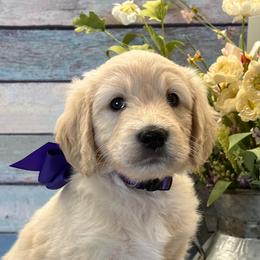Blitzen - Cream male Goldendoodle puppy in The Woodlands, Texas from Gracie's Goldendoodles and Bernedoodles