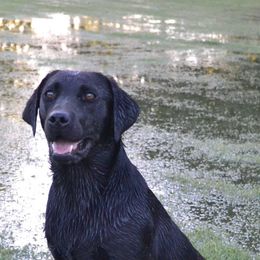 Labrador Retrievers from Queens Creek Labrador Ranch