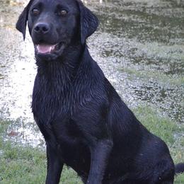 Labrador Retrievers from Queens Creek Labrador Ranch