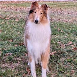 Laa-Laa - Sable merle and white female Collie puppy in Dickson, Tennessee from Ceilidh Collies