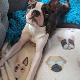 Boston Terrier Puppies from I Love Pups