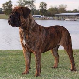 Bullmastiffs and French Bulldogs from DosMartinos, LLC