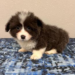 Boy 1 - Gray and white male American Corgi puppy in Hico, Texas from Chisholm Trail Kennels