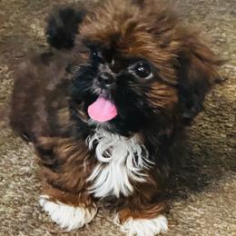 Harlem - Tricolor female Shih Tzu puppy in Detroit, Michigan from Friends4everkennel LLC