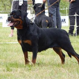 ASI OD BLACK ROCK ROTT - Black and mahogany female Rottweiler puppy in Lake City, Florida from Haus Der Wut Kennels