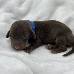 Dachshund and Pomeranian Puppies from AzDachshunds&poms