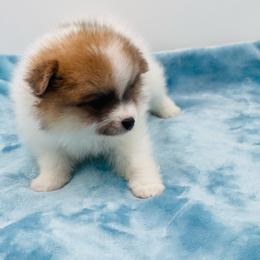 Chloe 1550 - Chocolate parti female Pomeranian puppy in Douglas, Georgia from Heartland small breeds