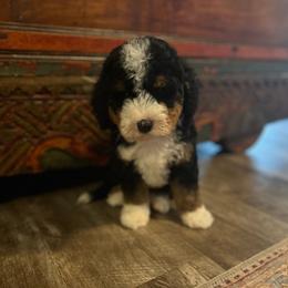 Orion - Tri-color male Bernedoodle puppy in Los Angeles, California from Bernied00dle Love